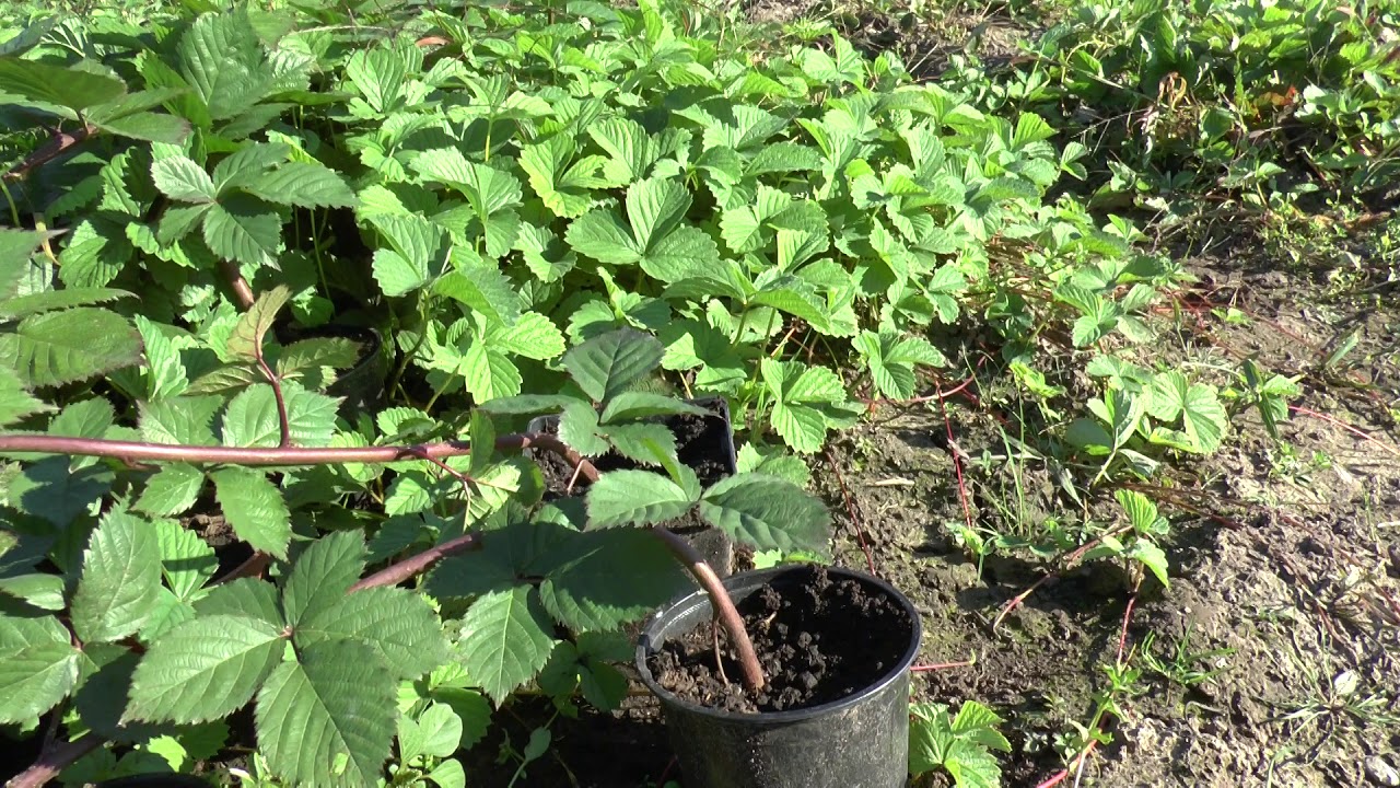 Выращивание и уход за ежевикой - секреты успешного урожая