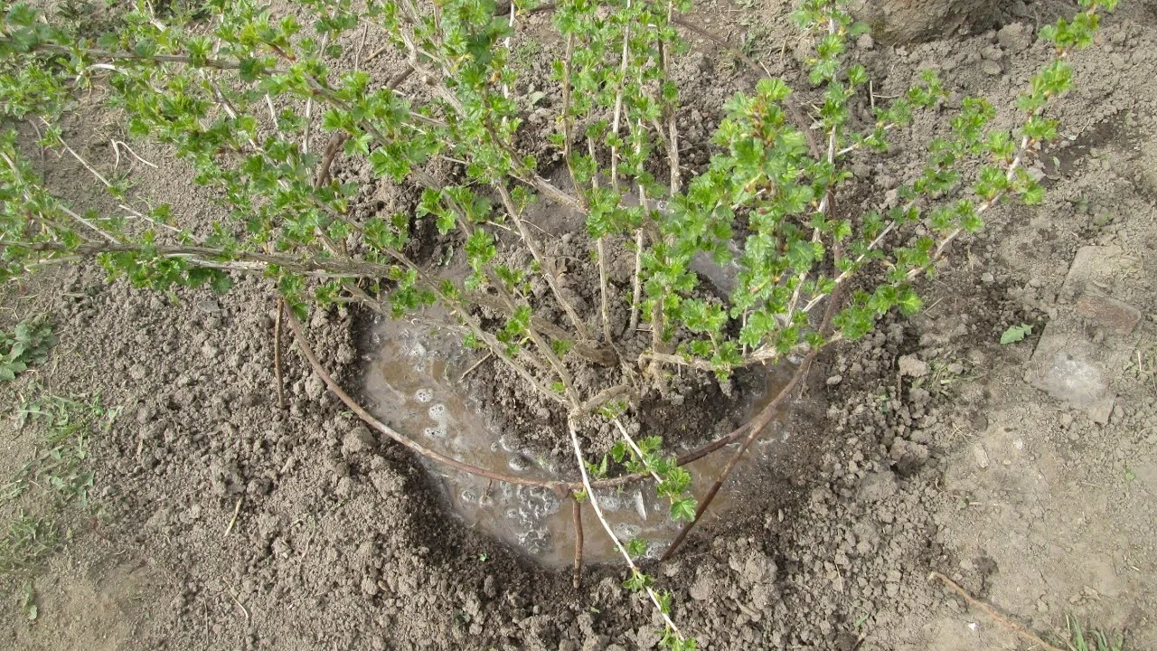 Правильная обрезка крыжовника: советы и рекомендации