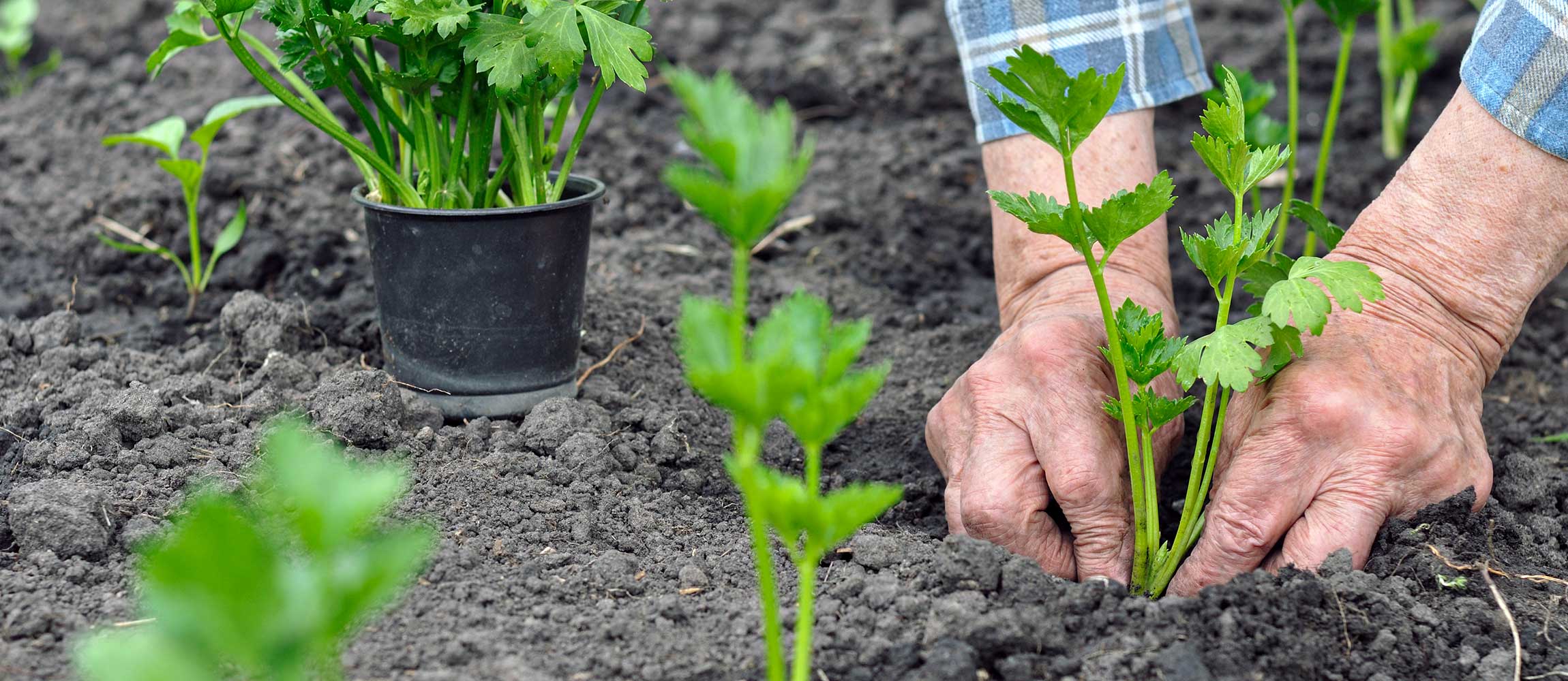 Выращивание корневой петрушки
