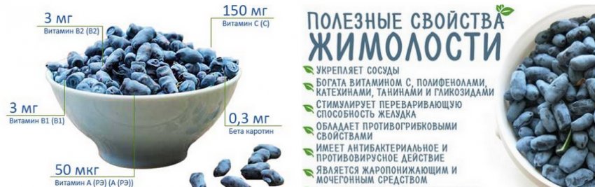 Полезные свойства жимолости съедобной