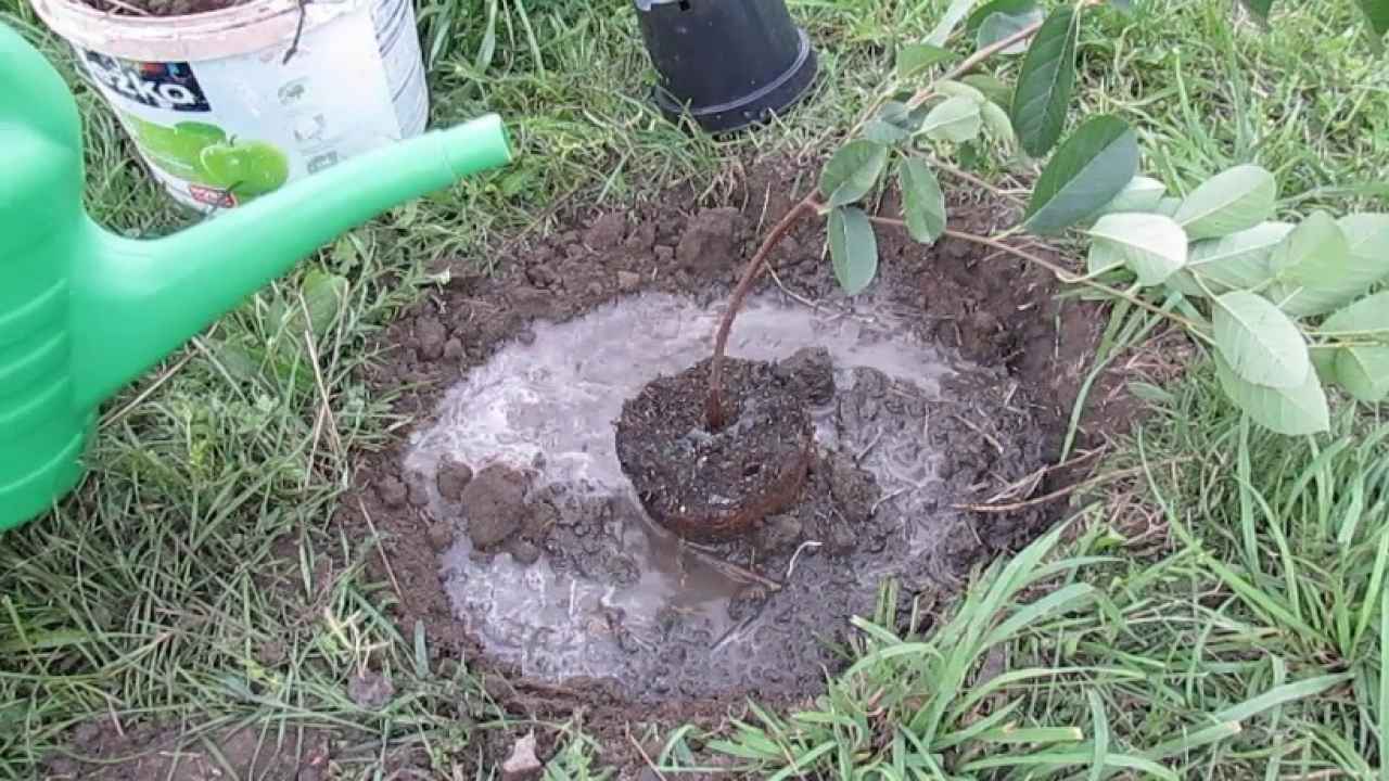 Выращивание и уход за иргой: секреты успешного садоводства