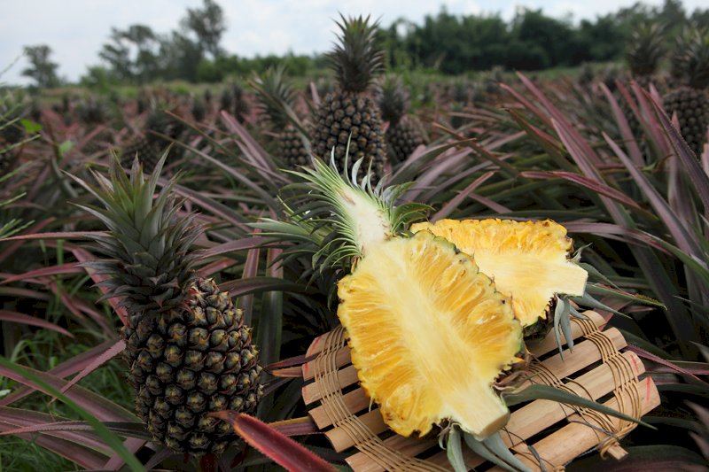 Где и как растет ананас
