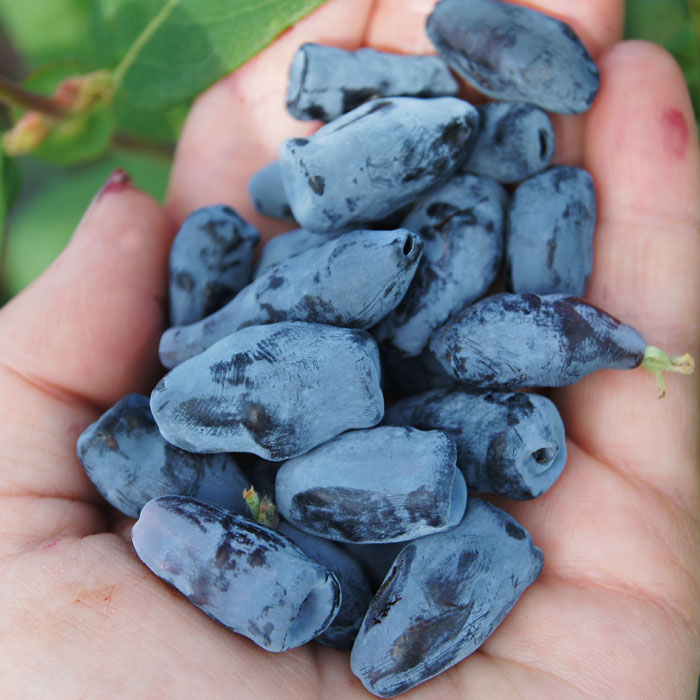 Полезные свойства жимолости съедобной