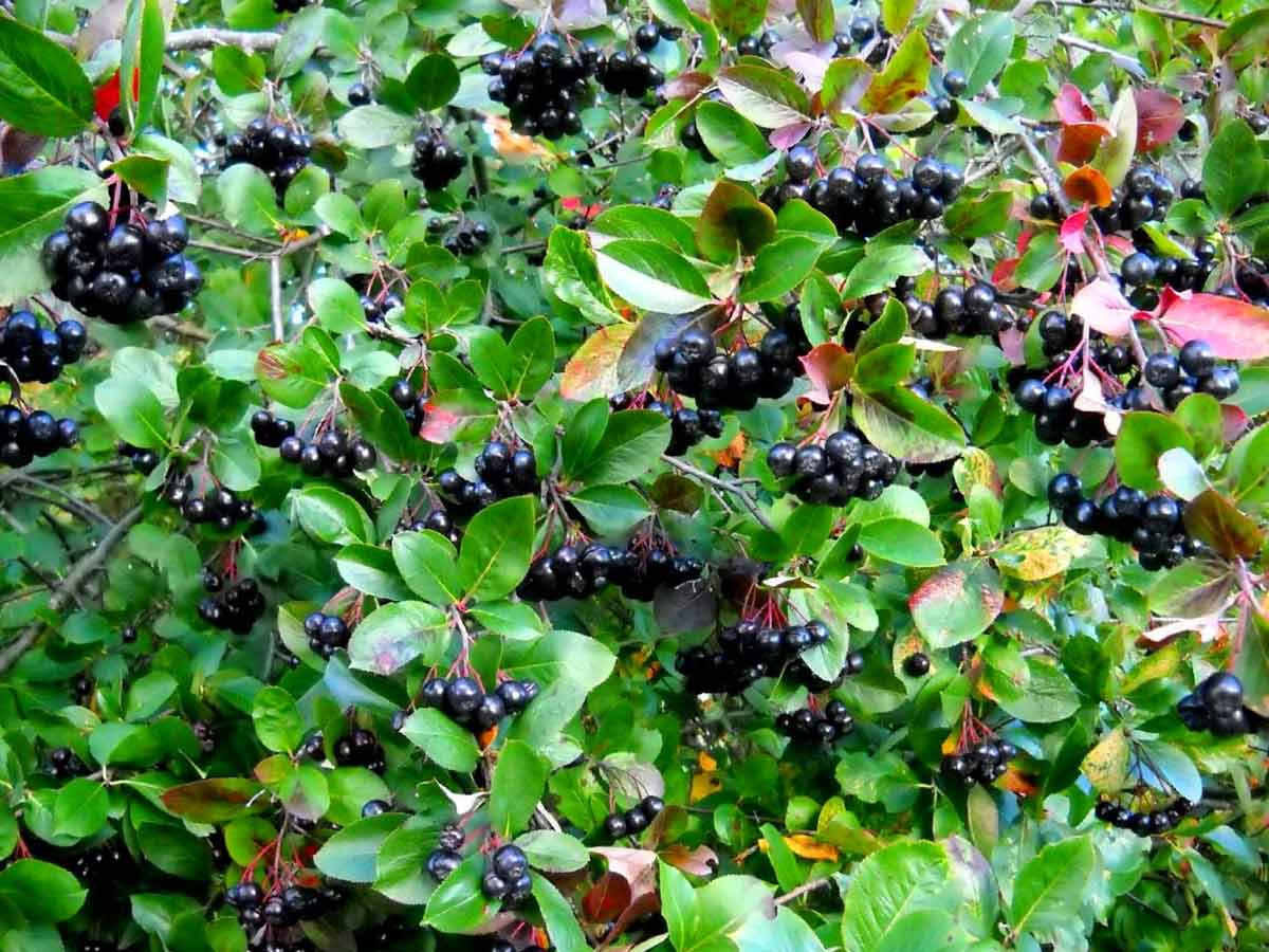 Чем полезна рябина черноплодная (арония)