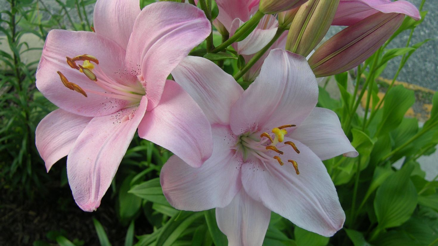 Выращивание и уход за лилиями