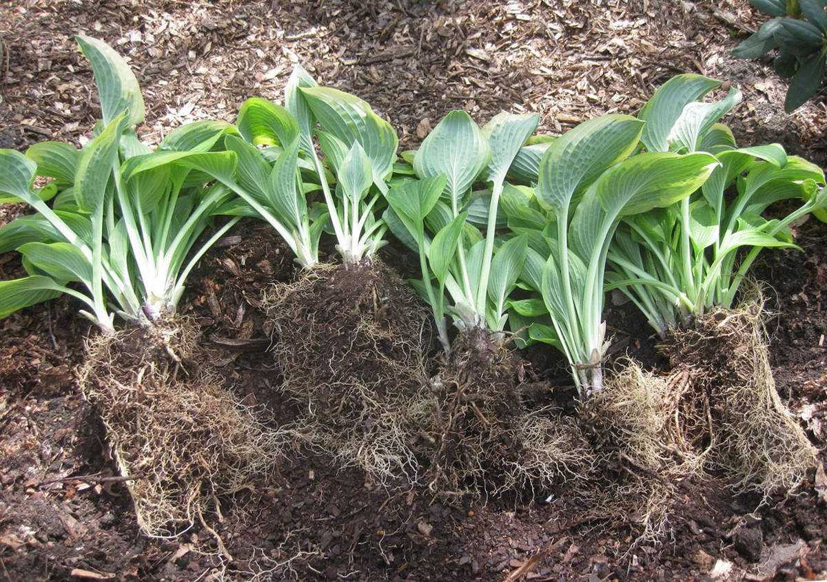 Посадка многолетних цветов осенью