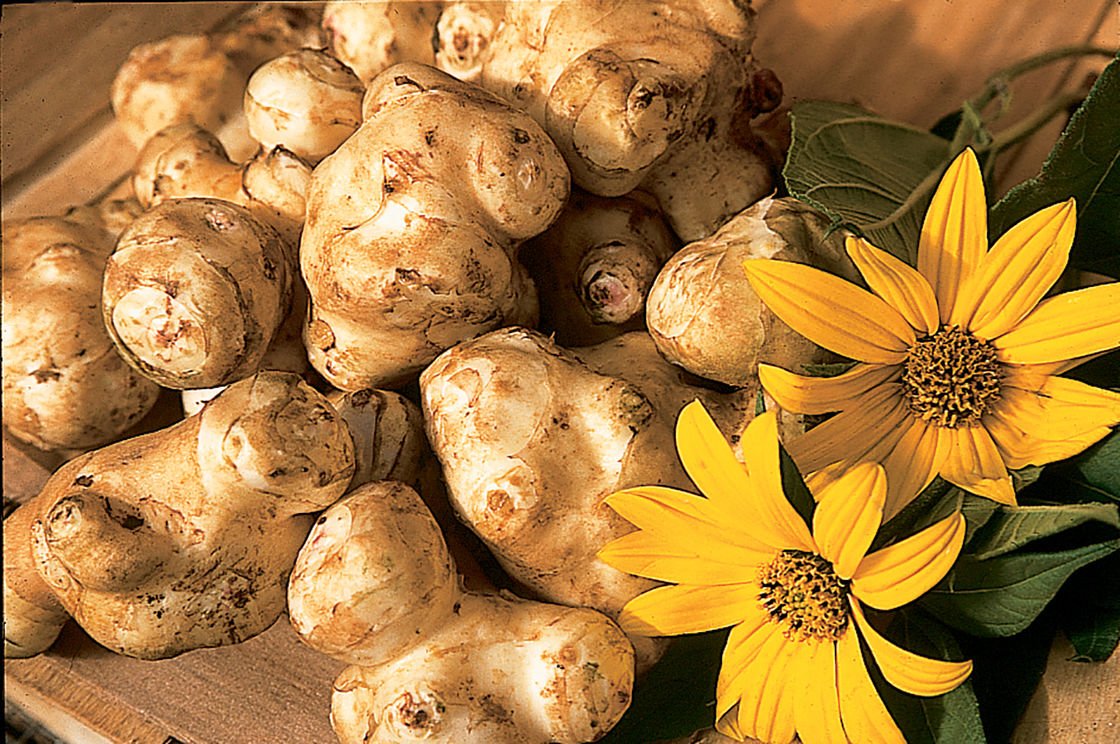 Польза от топинамбура: помощь нашему организму.
