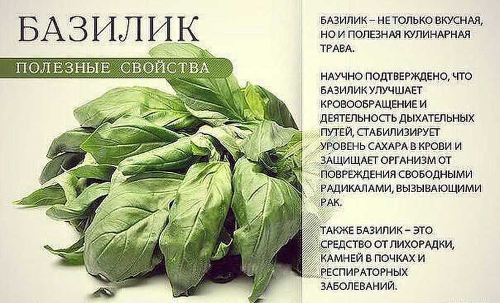Полезные свойства базилика