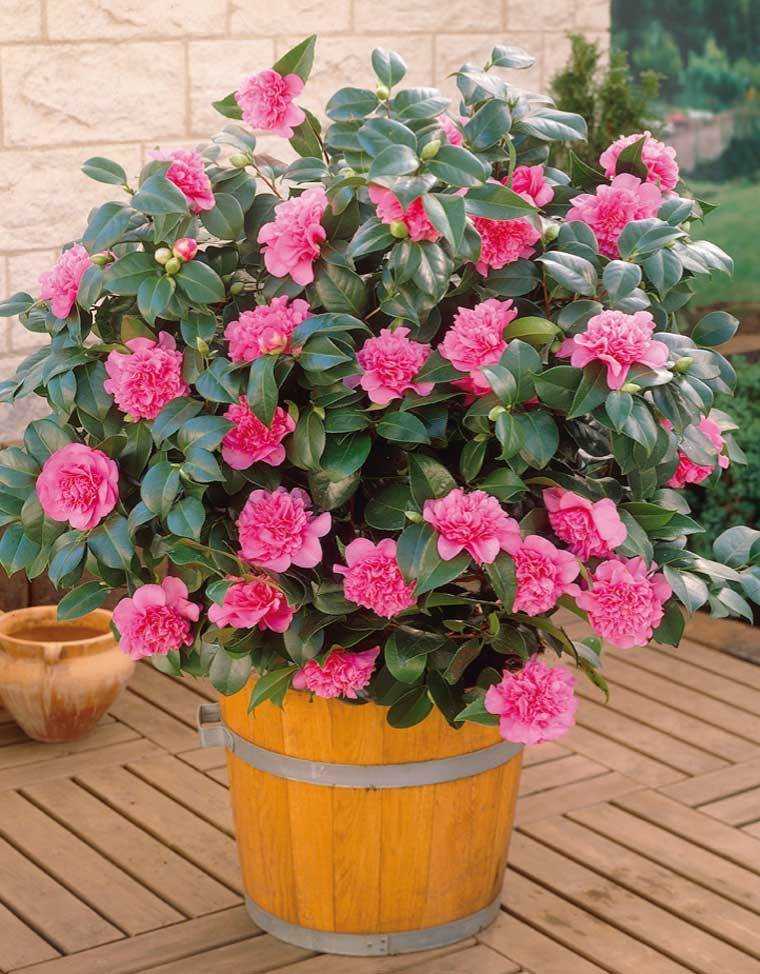 Уход за камелией в домашних условиях