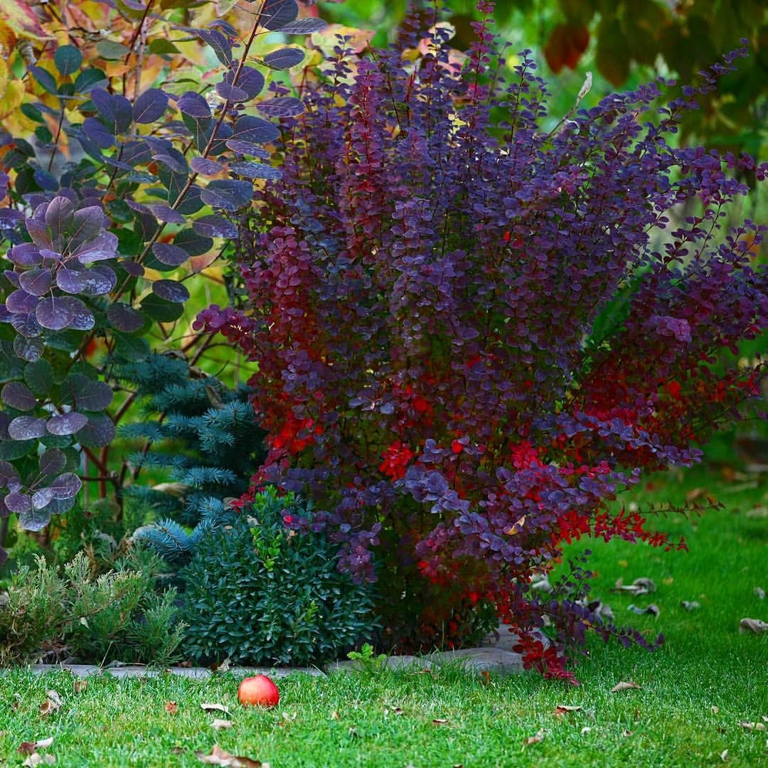 Выращивание и уход за барбарисом