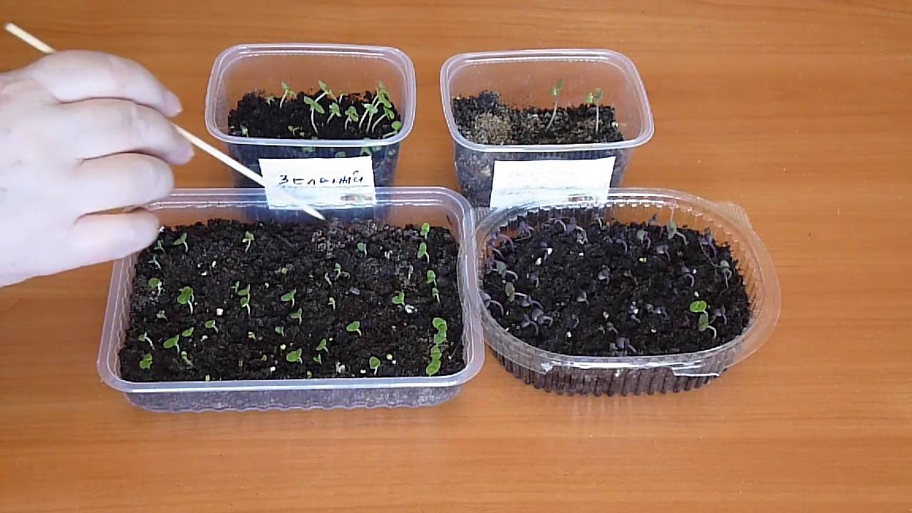 Посадка базилика на рассаду