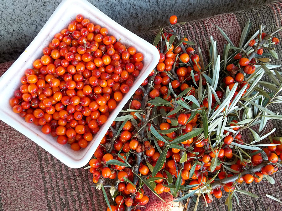 Полезные свойства облепихи