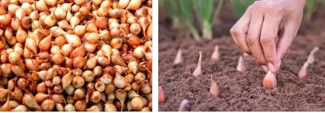 Обработка лука от вредителей перед посадкой