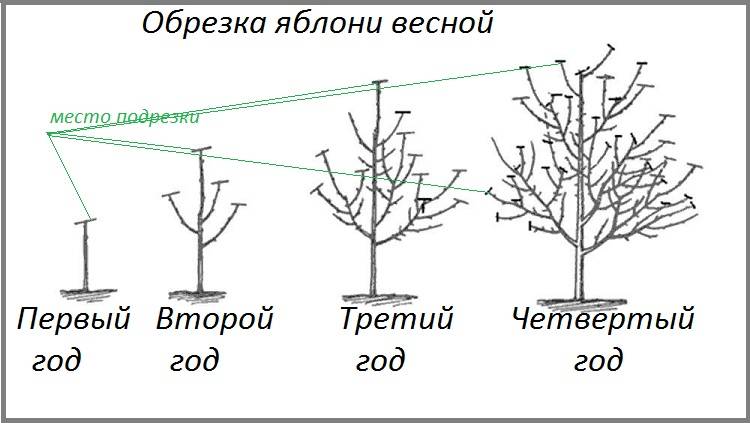 Правильная обрезка яблони: секреты и техники