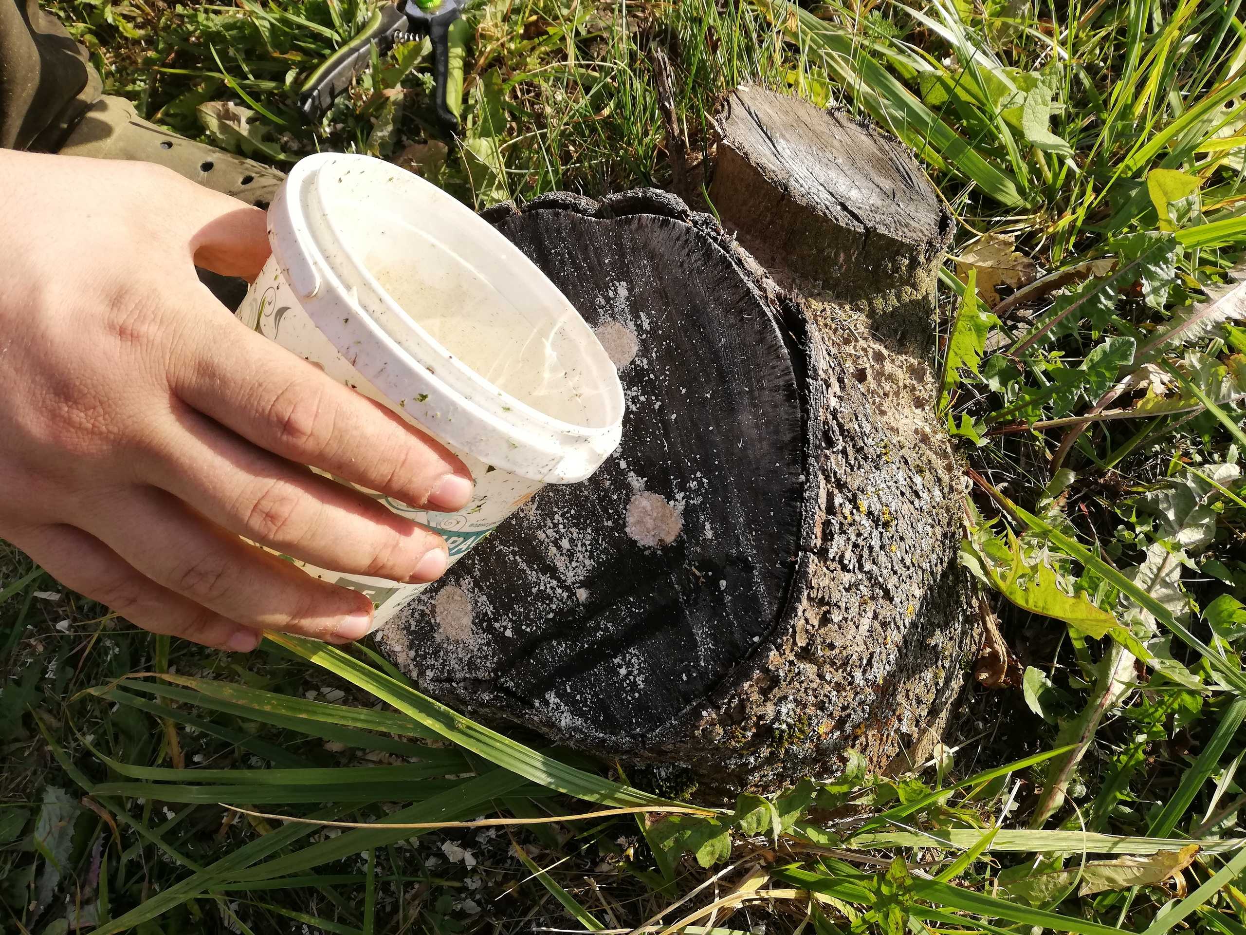 Корчевка пней на участке: удобные способы и полезные советы