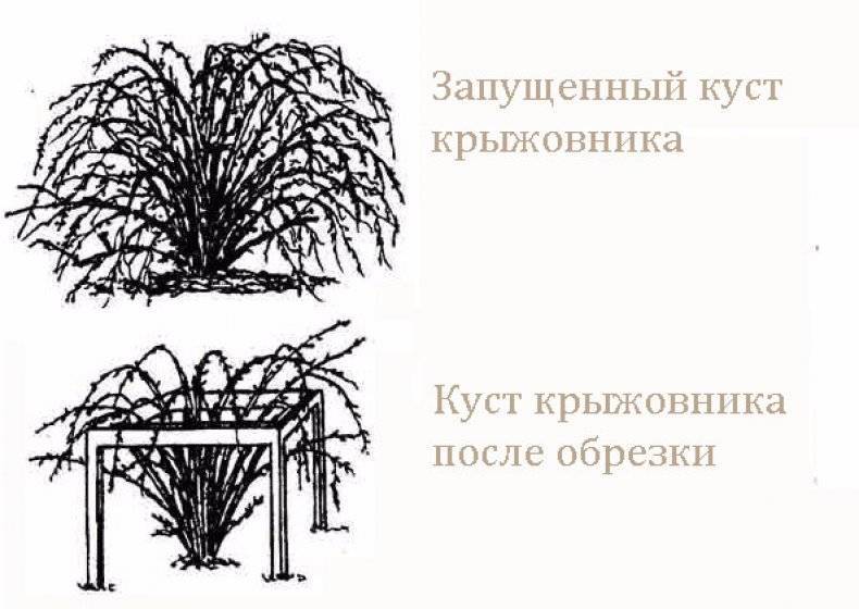 Правильная обрезка крыжовника: советы и рекомендации