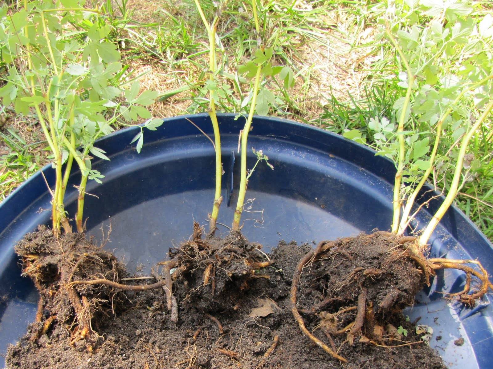 Выращивание и уход за дицентрой