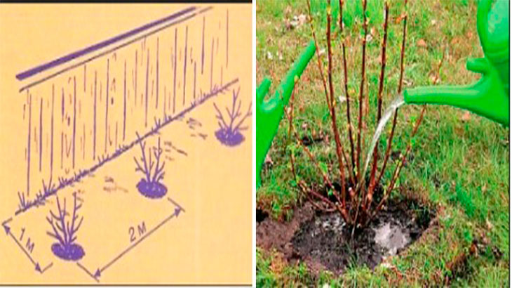 Выращивание красной смородины