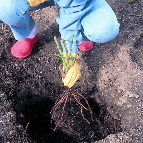 Почвопокровные розы в ландшафтном дизайне