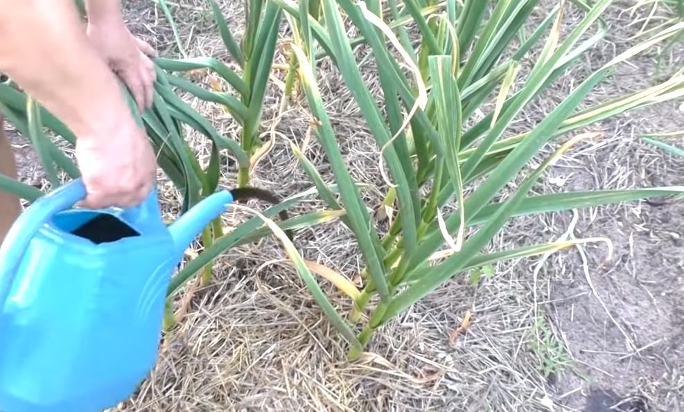 Чем подкормить чеснок?