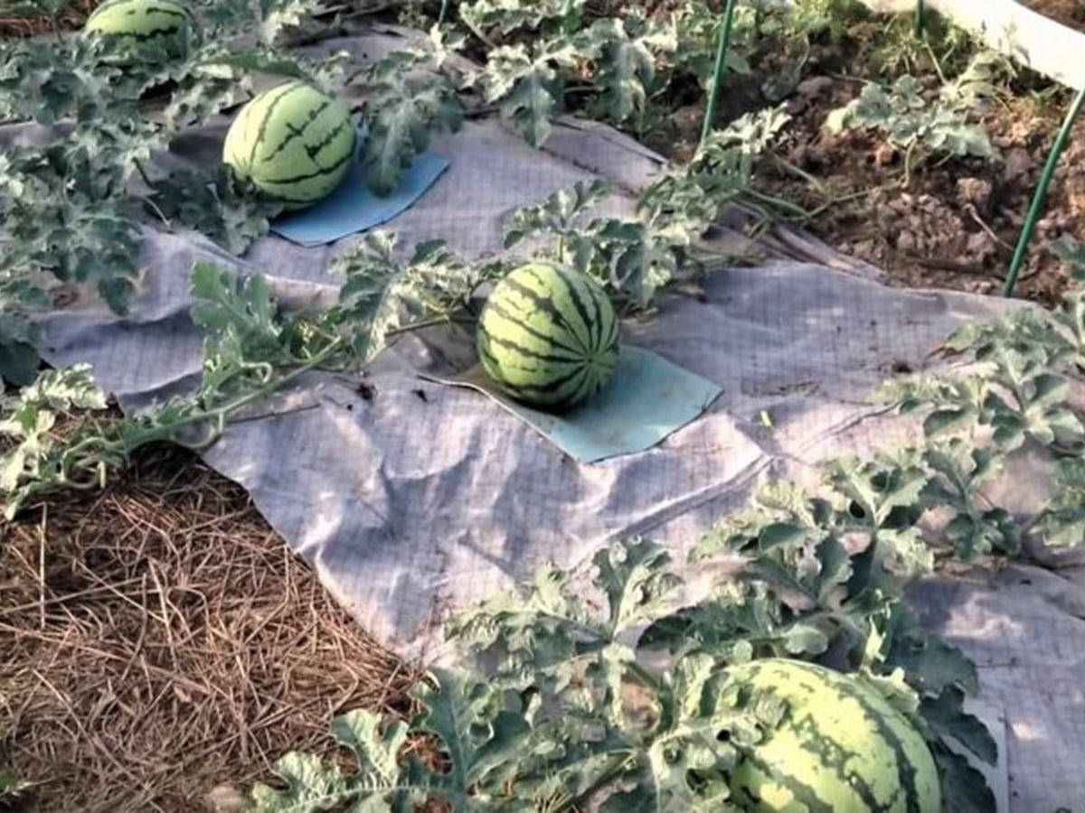 Как сажать арбуз в открытый грунт рассадой