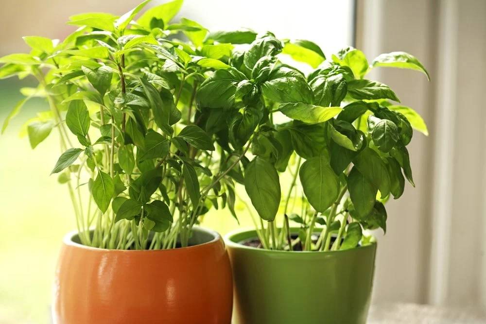 Выращивание и уход за базиликом: основные моменты заботы о растении