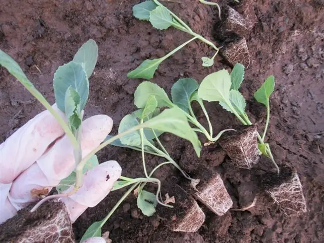 Как правильно посадить белокочанную капусту