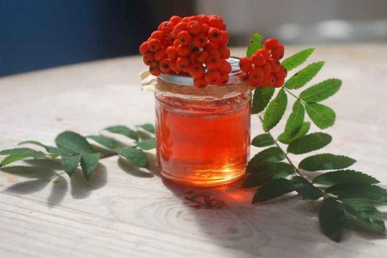 Полезные свойства рябины обыкновенной