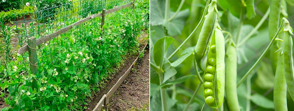 Посадка зеленого гороха: наслаждение естественным ростом