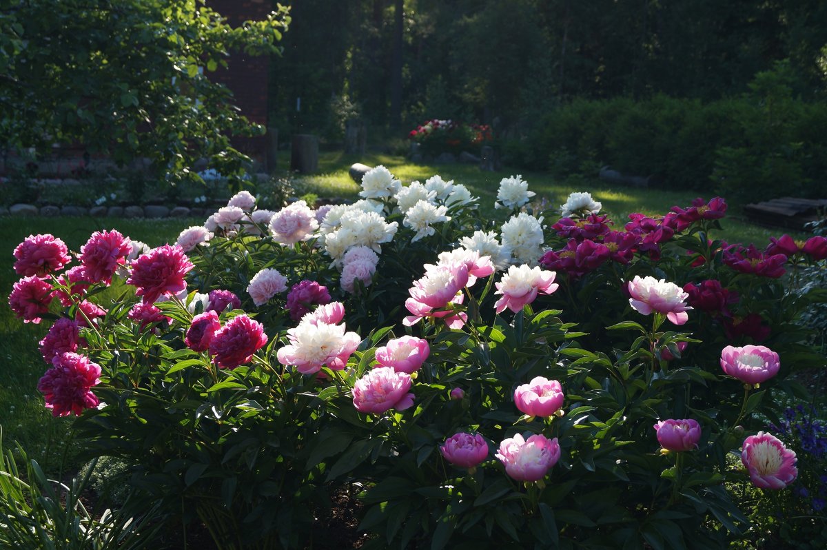 Пионы в ландшафтном дизайне: добавляем красоту и аромат в наш сад