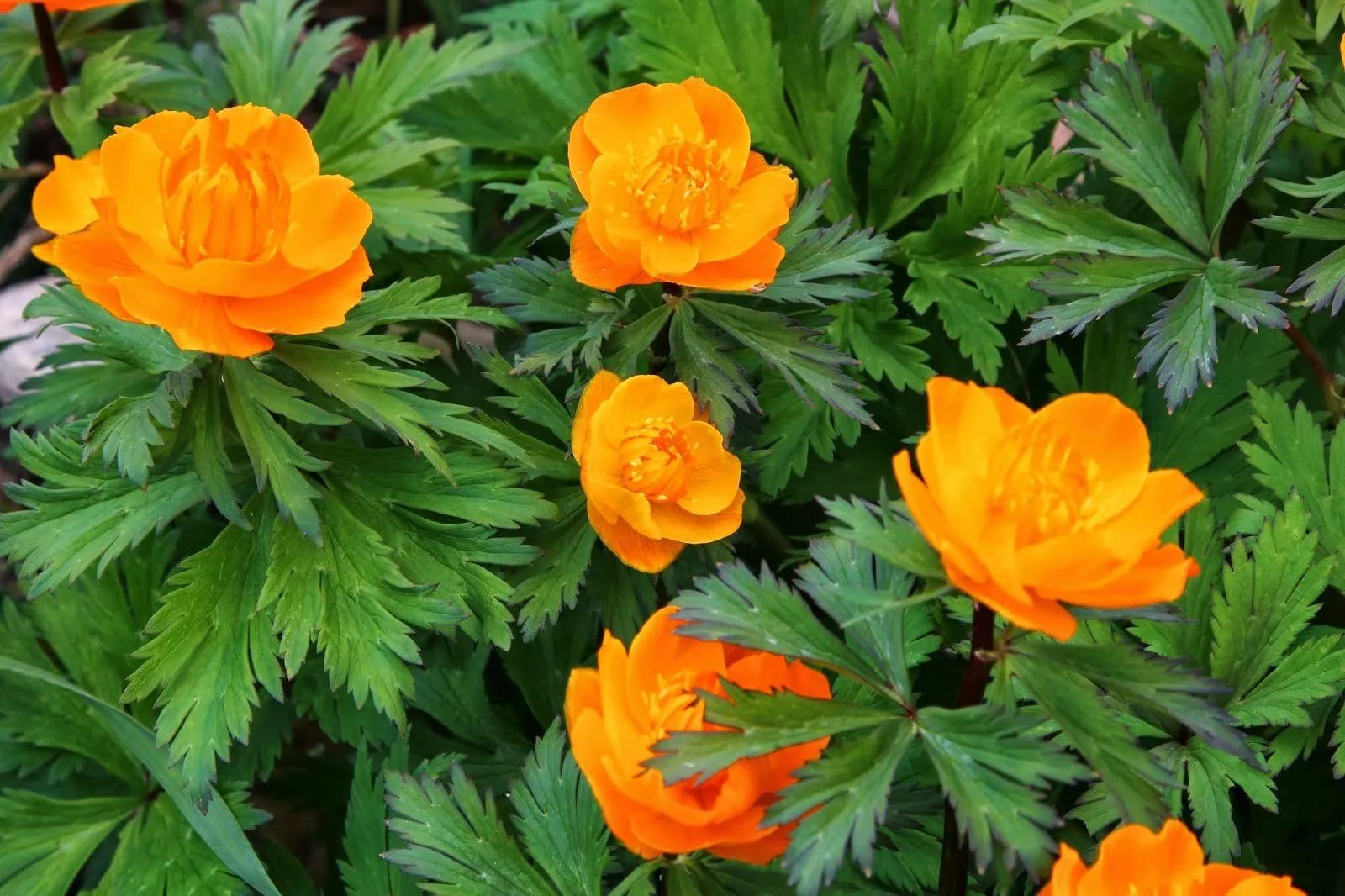 Посадка и уход за купальницей азиатской