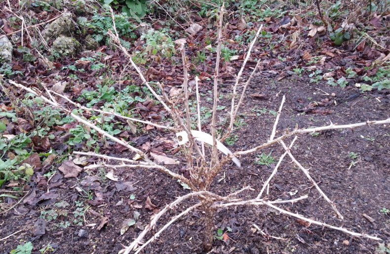 Как правильно посадить крыжовник осенью