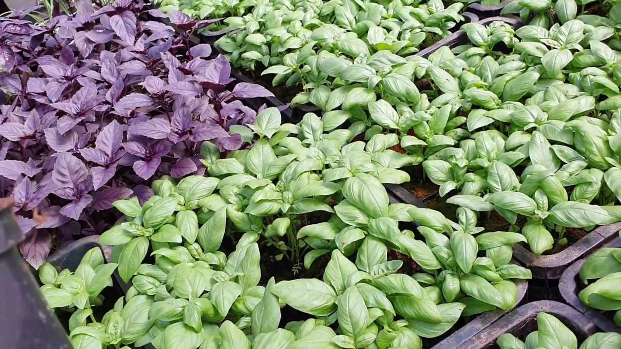 Посадка базилика на рассаду
