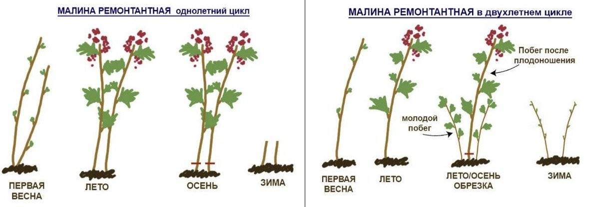 Выращивание и уход за ремонтантной малиной