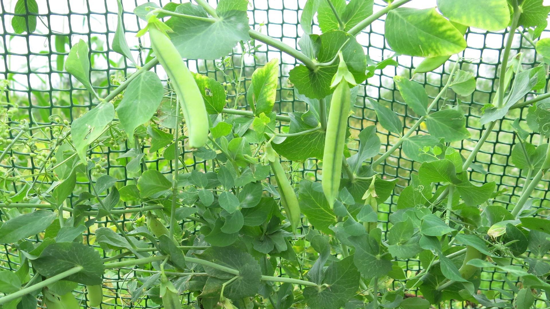 Посадка зеленого гороха: наслаждение естественным ростом