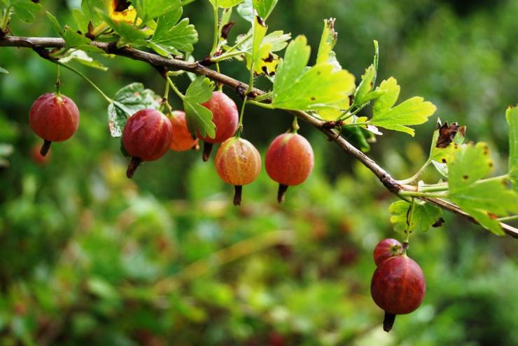 Как правильно посадить крыжовник осенью