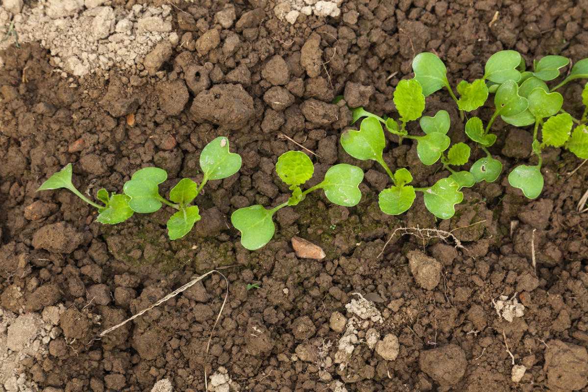 Посадка и выращивание пекинской капусты