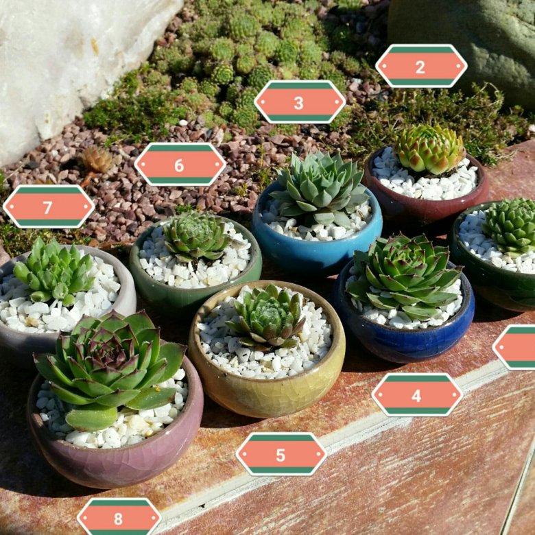 Молодило. Выращивание и уход