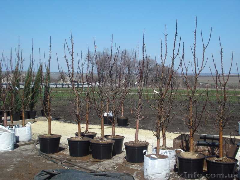 Выращивание и уход за персиком