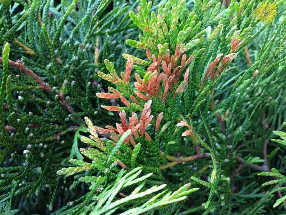 Почему туя желтеет? Причины и способы устранения