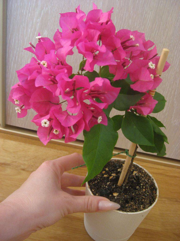 Бугенвиллия: красивое растение в вашем саду и на подоконнике