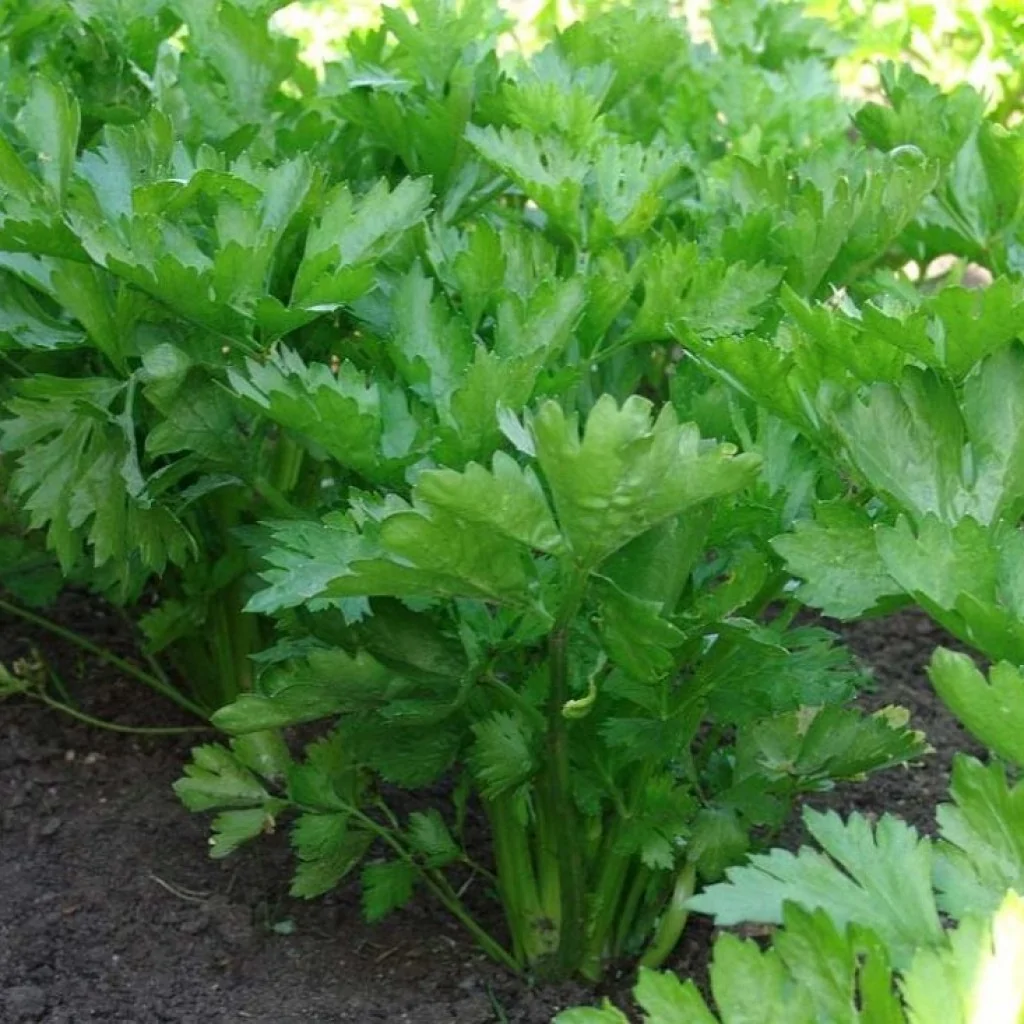 Полезные свойства листового сельдерея