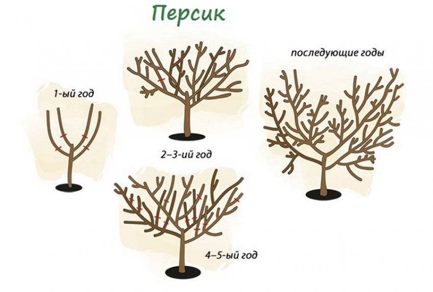 Обрезка персика осенью