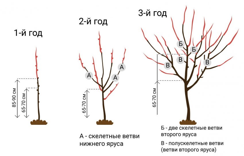 Правильная посадка черешни