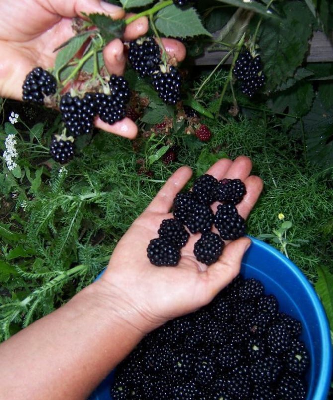 Выращивание ежевики без шипов: советы и рекомендации