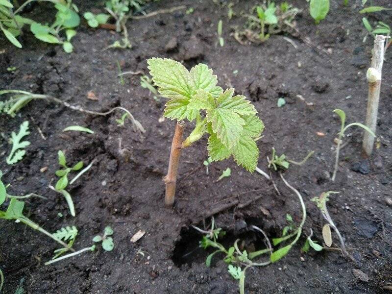 Размножение черной смородины черенкованием