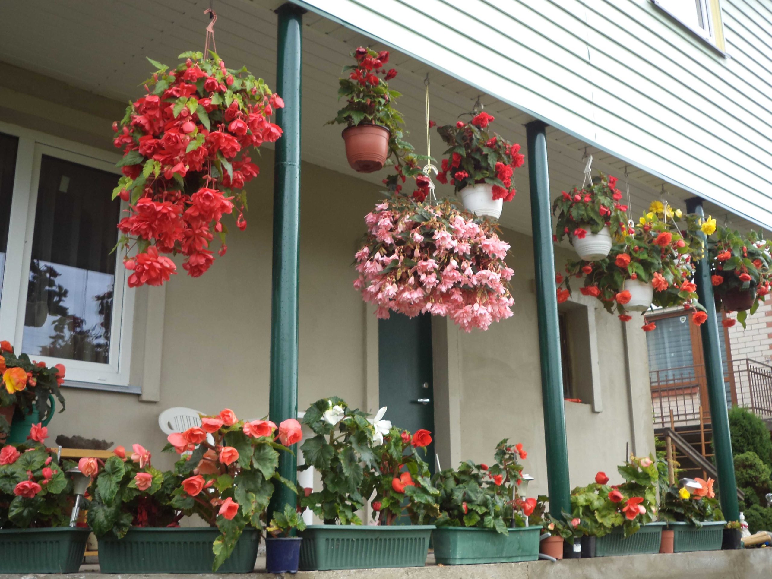 Садовые ампельные растения на даче