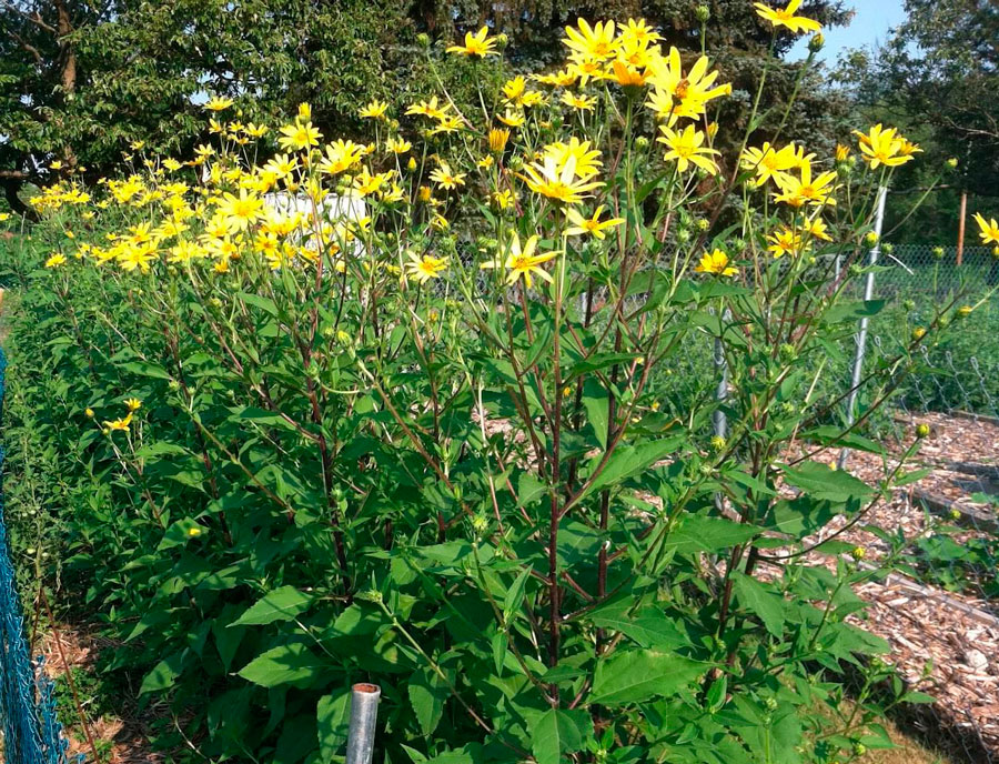 Выращивание топинамбура: посадка и уход