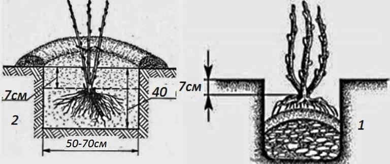 Посадка крыжовника весной