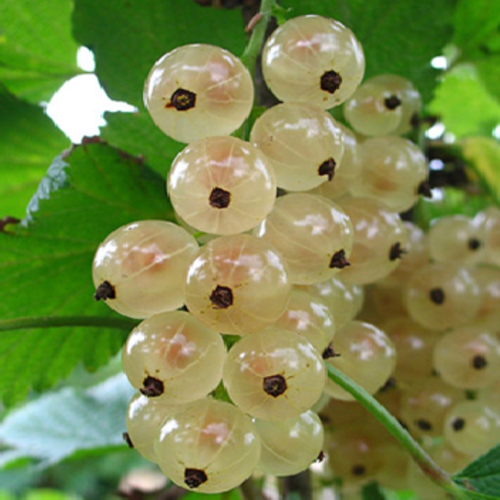 Выращивание белой смородины: секреты ухода